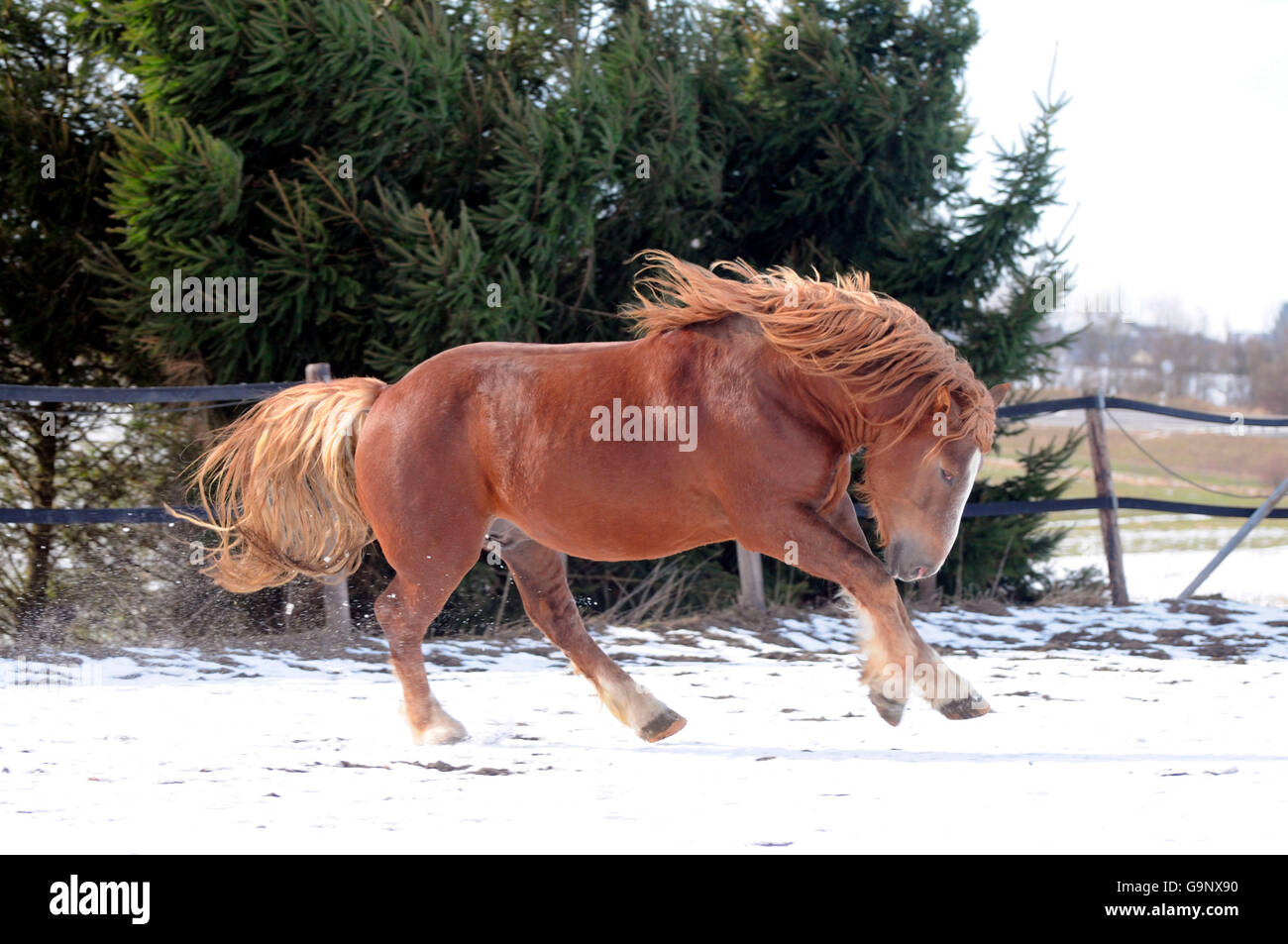 Forte traction de l'Allemagne du Sud, étalon / Draft Horse, projet de Hrose, sorrell Banque D'Images