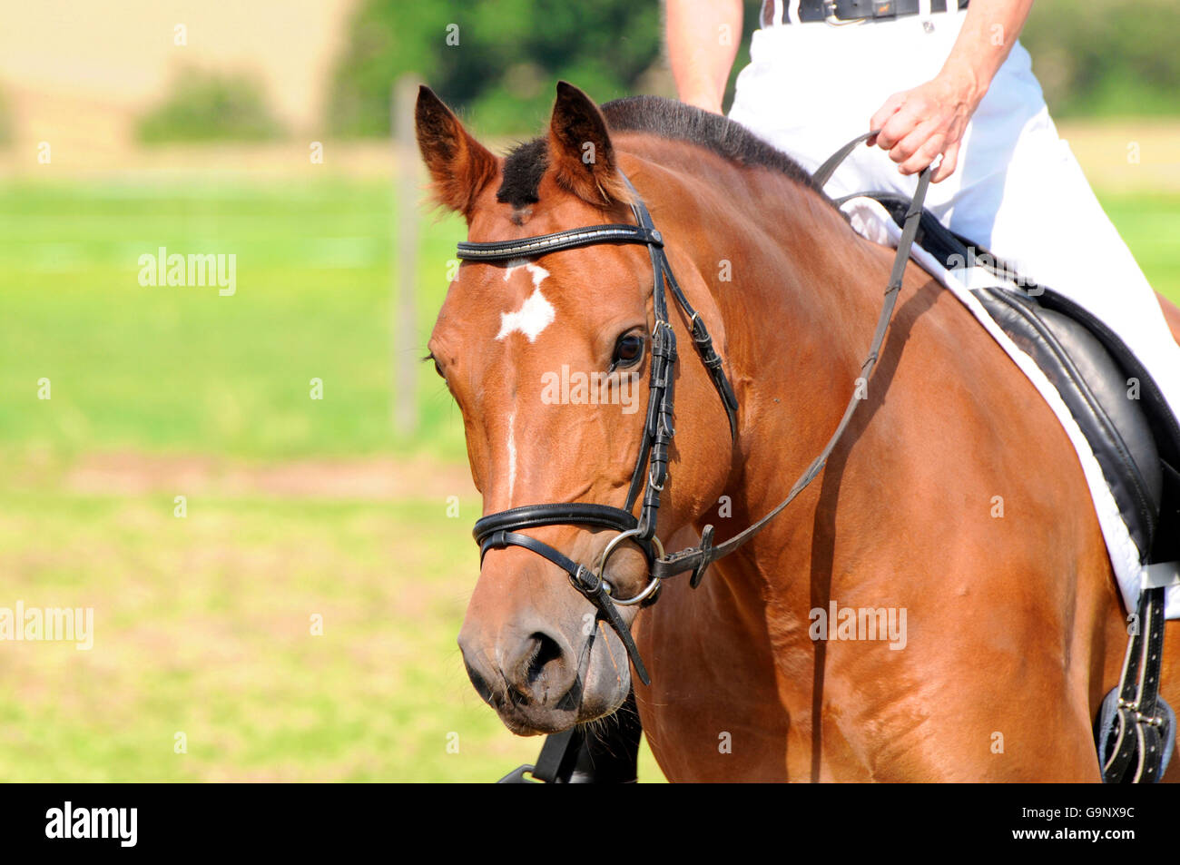 Rider sur franches Montagnes / Freiberger, dressage, chevaux de trait, chevaux de trait, clippé mane Banque D'Images