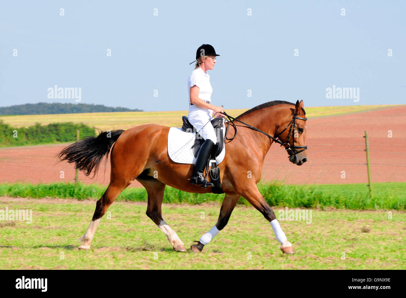 Rider sur franches Montagnes / Freiberger, dressage, chevaux de trait, chevaux de trait Banque D'Images