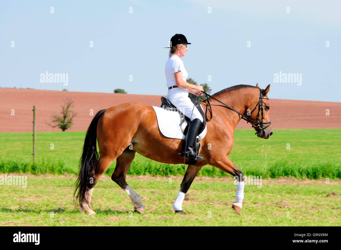 Rider sur franches Montagnes / Freiberger, dressage, chevaux de trait, chevaux de trait Banque D'Images