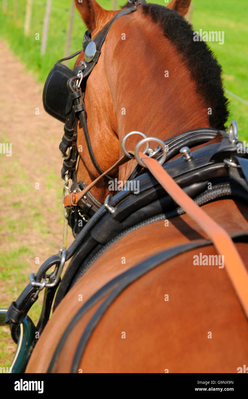 Franches-montagnes, conduite à cheval / cheval Freiberger, projet, projet de cheval, faisceau moteur, clignotants, chaussettes Banque D'Images
