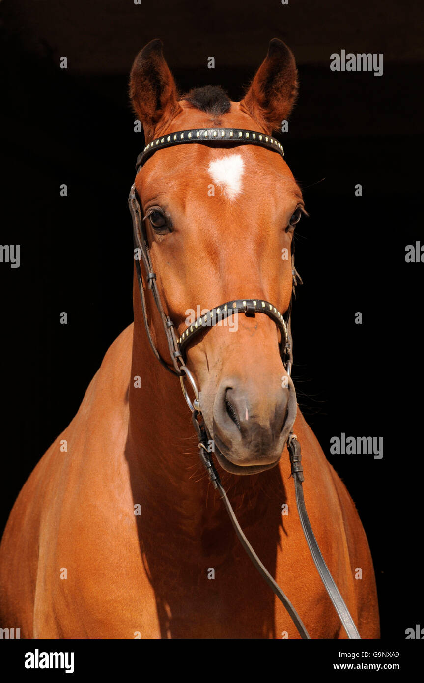Hongre Franches-montagnes, stable, porte / cheval de trait, Freiberger, chevaux de trait Banque D'Images
