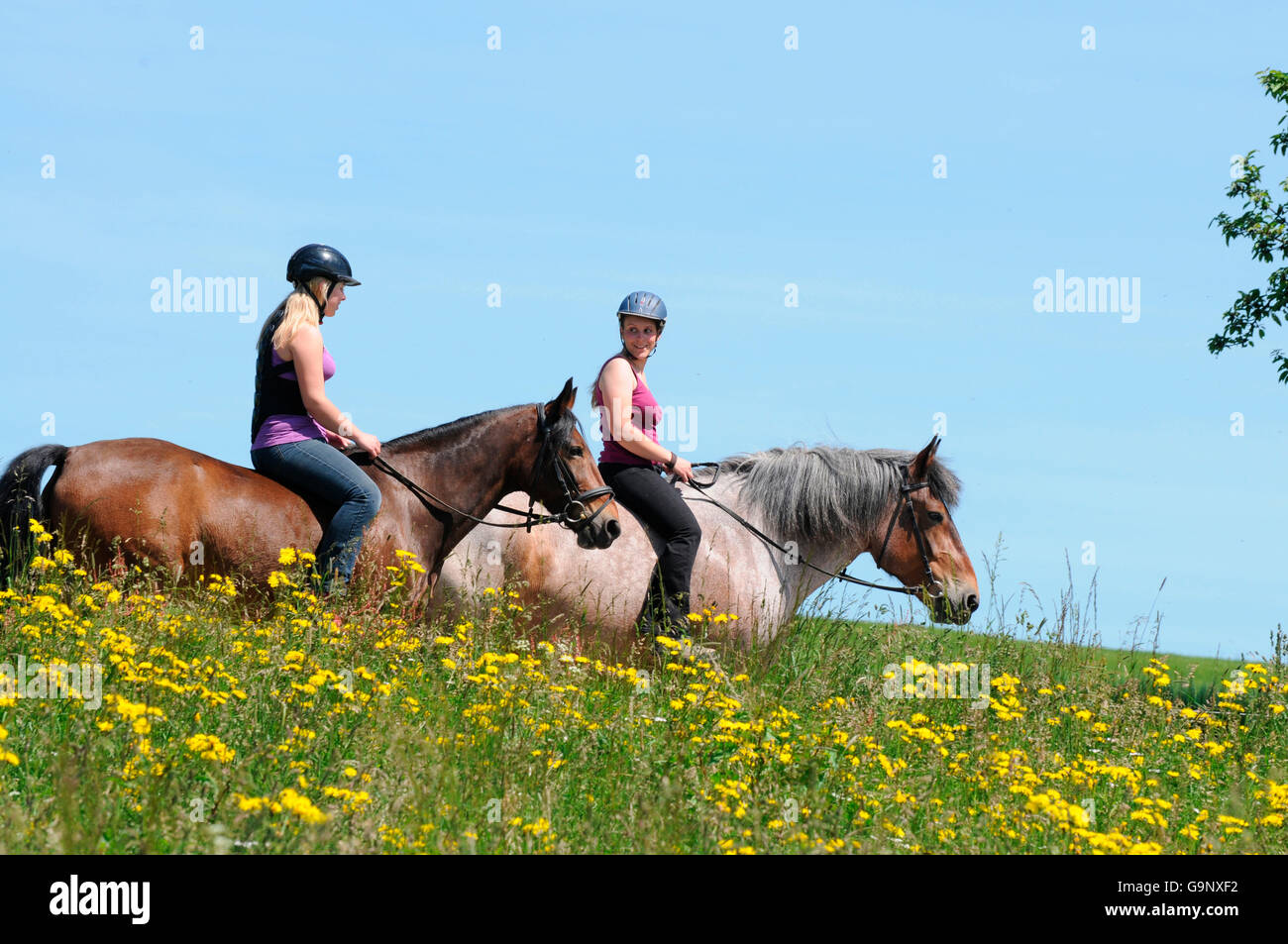 Le cavalier lourd Projet de Rhénanie et allemand / Poney Équitation randonnées, chevaux de trait, bareback, casque Banque D'Images