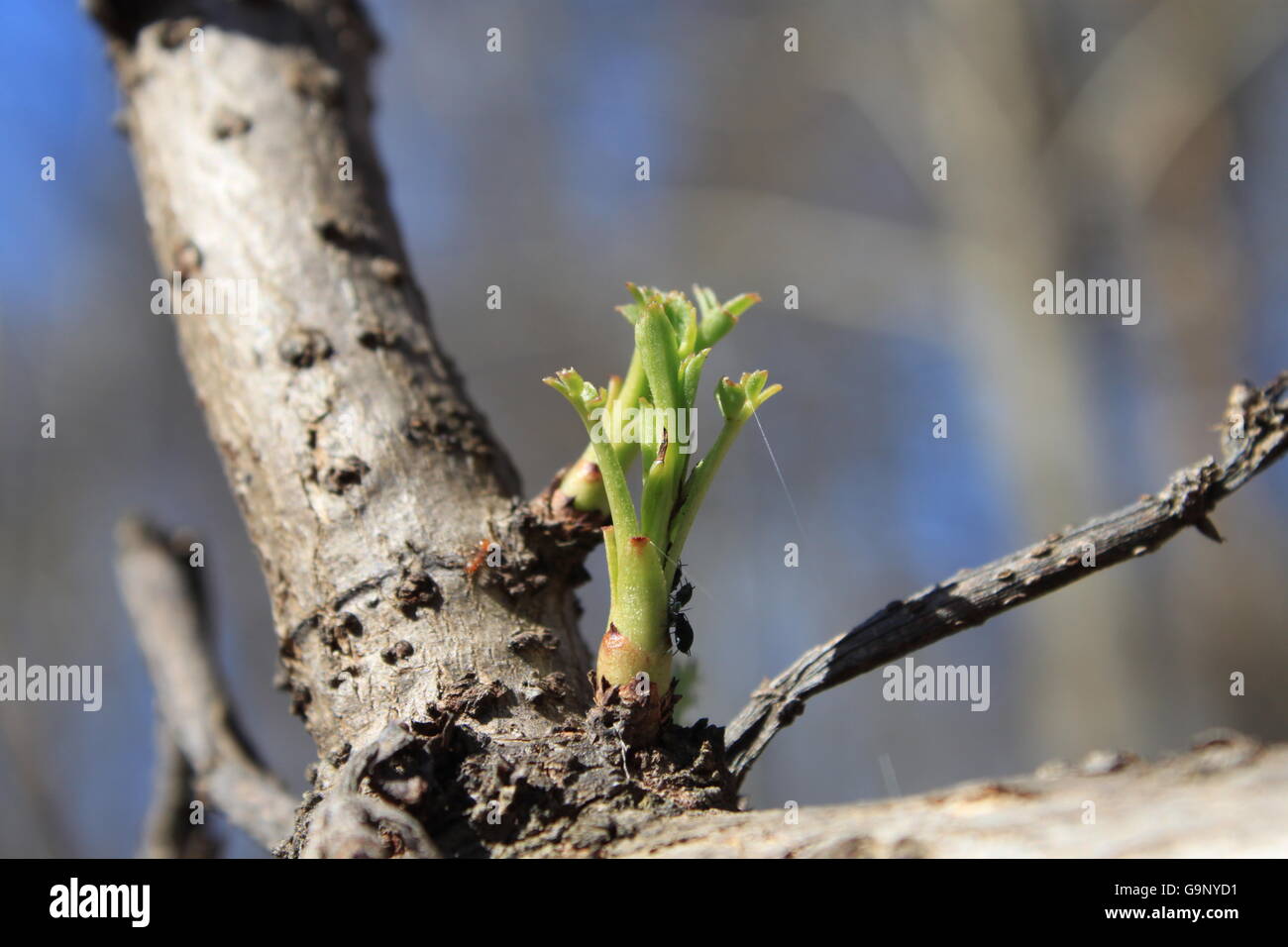 Une nouvelle feuille de liquidambar Banque D'Images