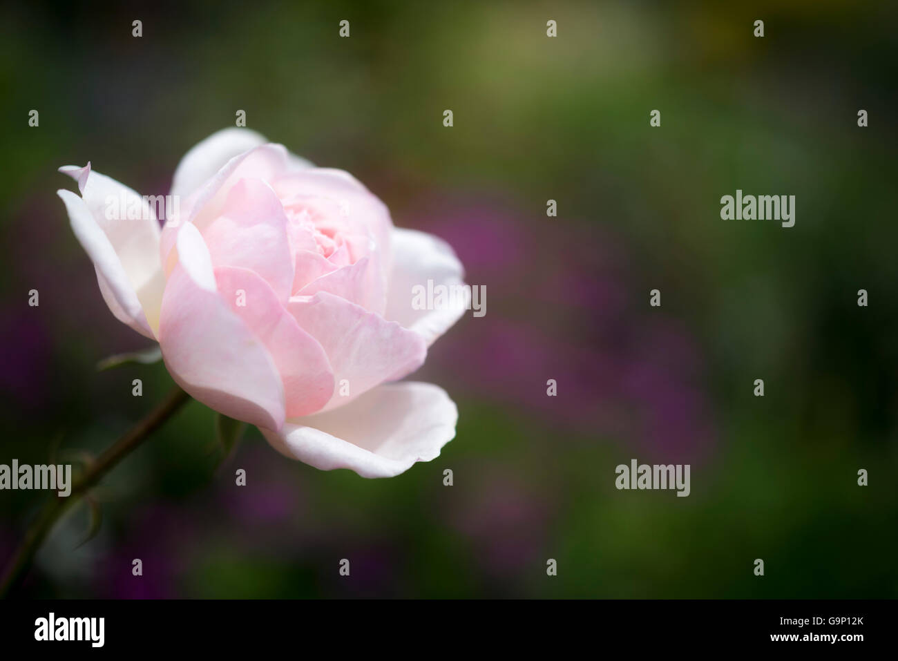 Rose rose pâle au soleil rougeoyant dans un jardin anglais. Banque D'Images