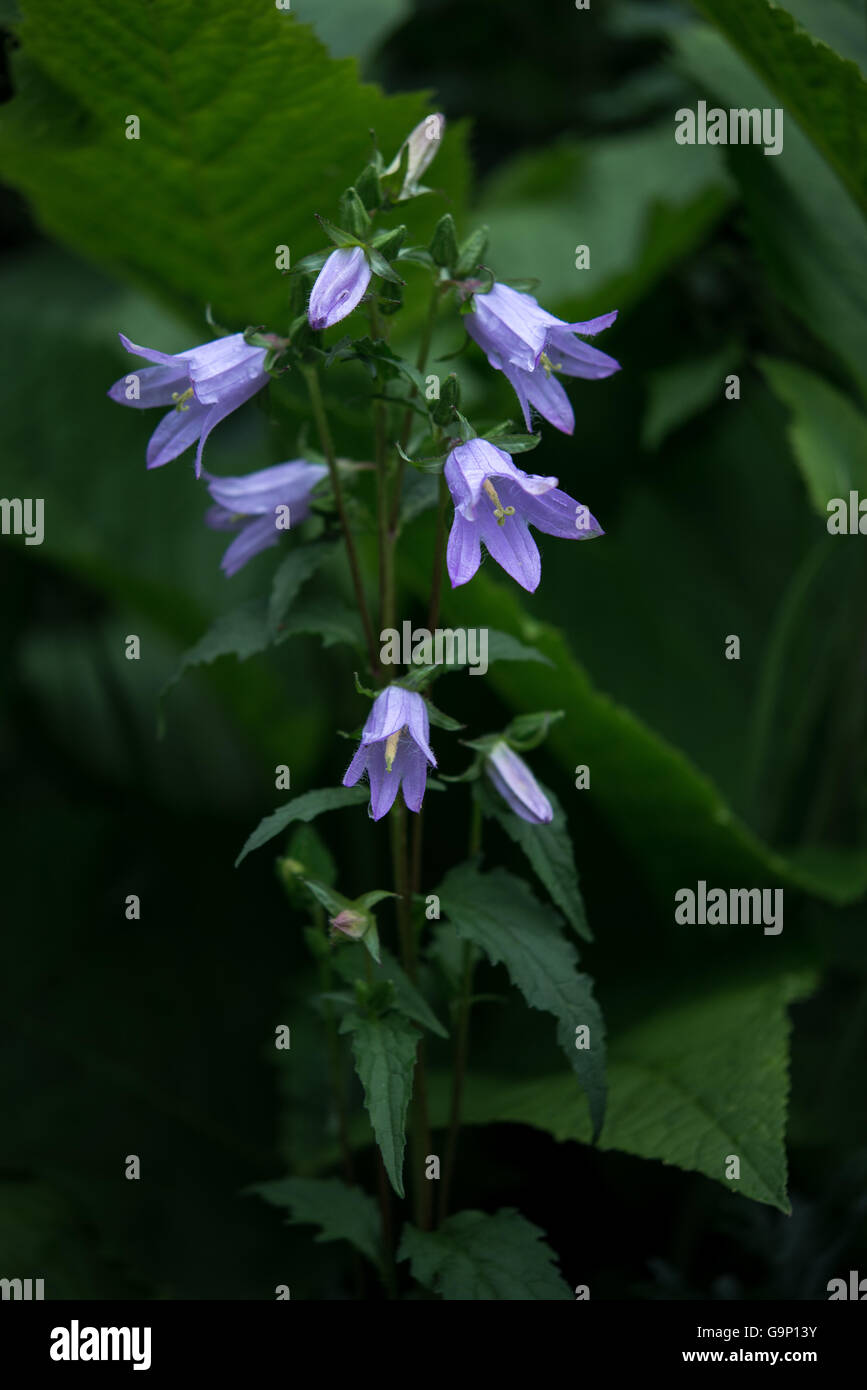 Campanula trachelium (chauves-souris dans le beffroi) une fleur sauvage avec des fleurs bleu pâle en forme de cloche. Banque D'Images