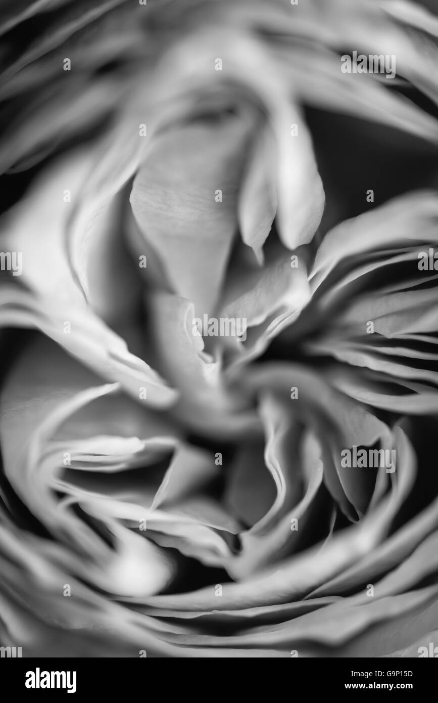 Image abstraite d'une rose bloom in close up avec pétales étroitement serrées. Converties en noir et blanc. Banque D'Images