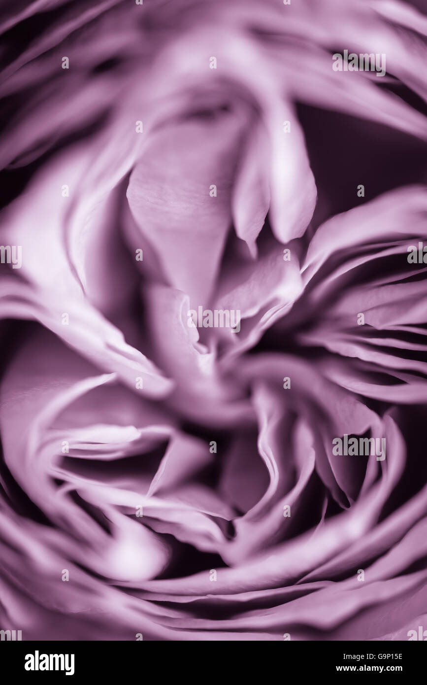 Image abstraite d'une rose bloom in close up avec pétales serrées dans une teinte mauve pâle. Banque D'Images