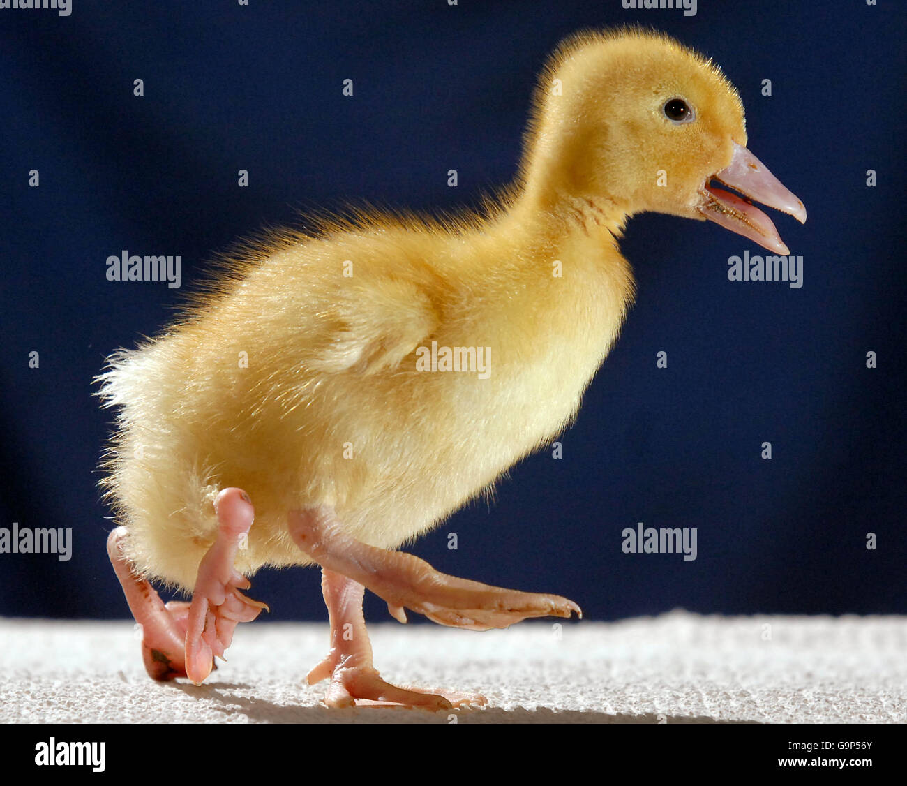 Le Canard A Quatre Pattes Photo Stock Alamy