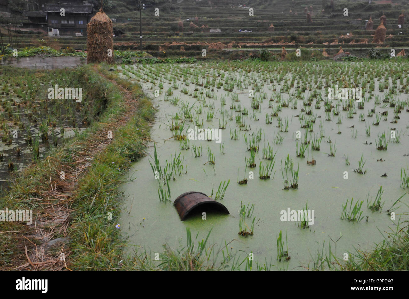 Rizière inondée dans Zhaoxing, Guizhou, Chine Banque D'Images