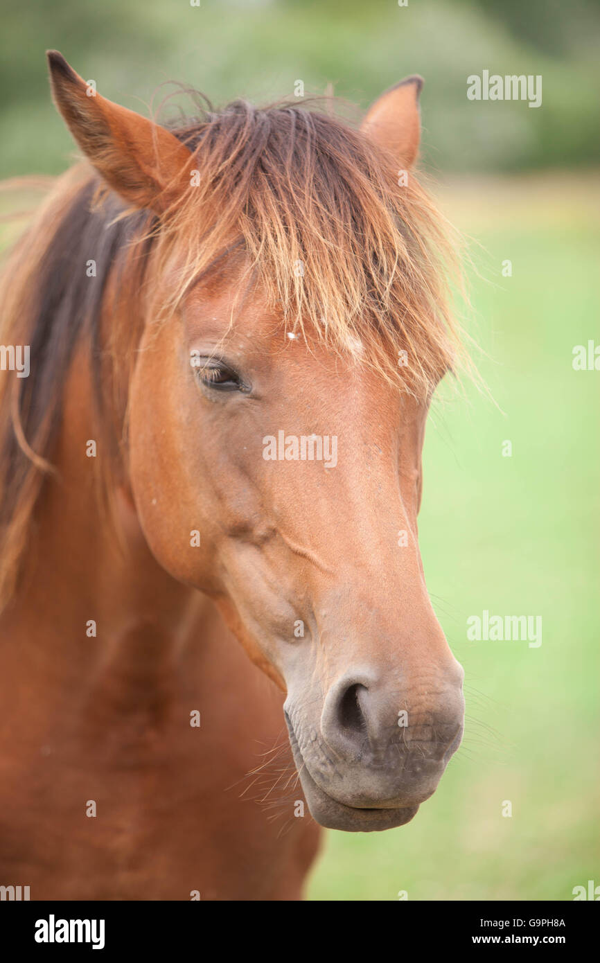Tête de cheval bai avec les oreilles dressées dans un pâturage vert, Kempen Banque D'Images