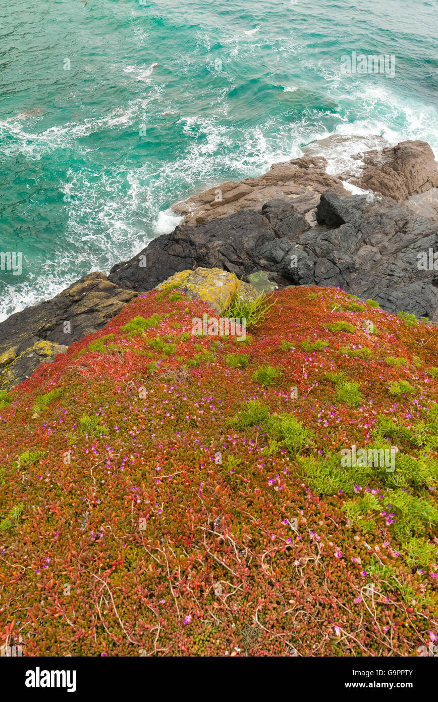 Falaises couvertes en rouge, les plantes succulentes (Carpobrotus spp.) au cap Lizard, Cornwall. Banque D'Images