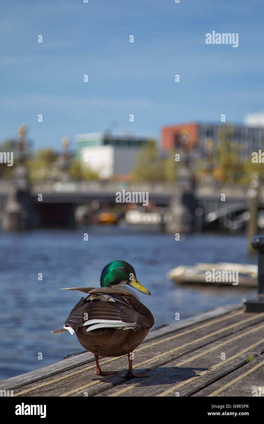 Mallard assis sur une jetée à la rivière Amstel à Amsterdam, Pays-Bas au printemps. Banque D'Images