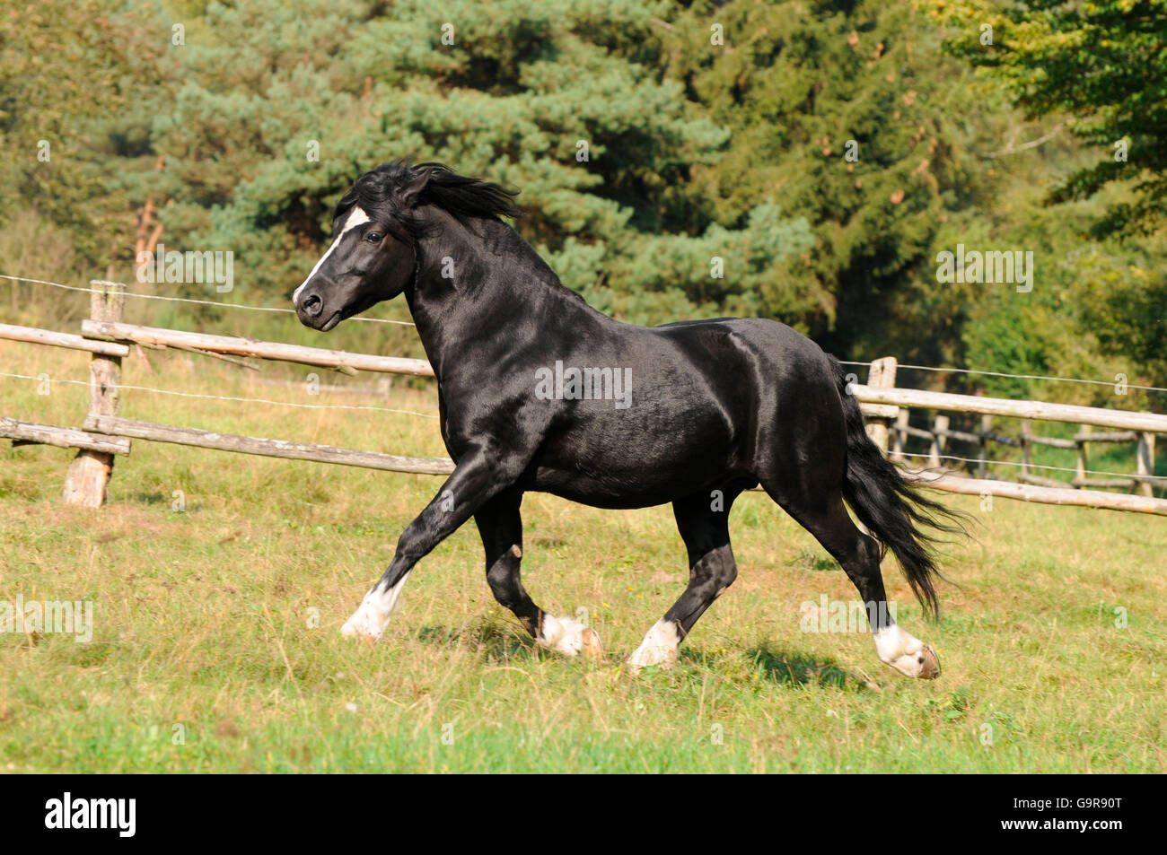 Poney gallois de type Cob, étalon / section C, Champion National, Side Banque D'Images