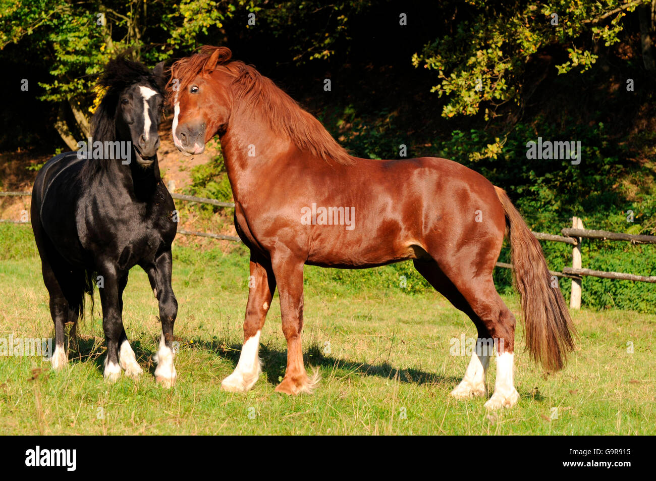 Poneys Welsh, etalons / poney gallois de type Cob, section C, Welsh Cob, section D Banque D'Images