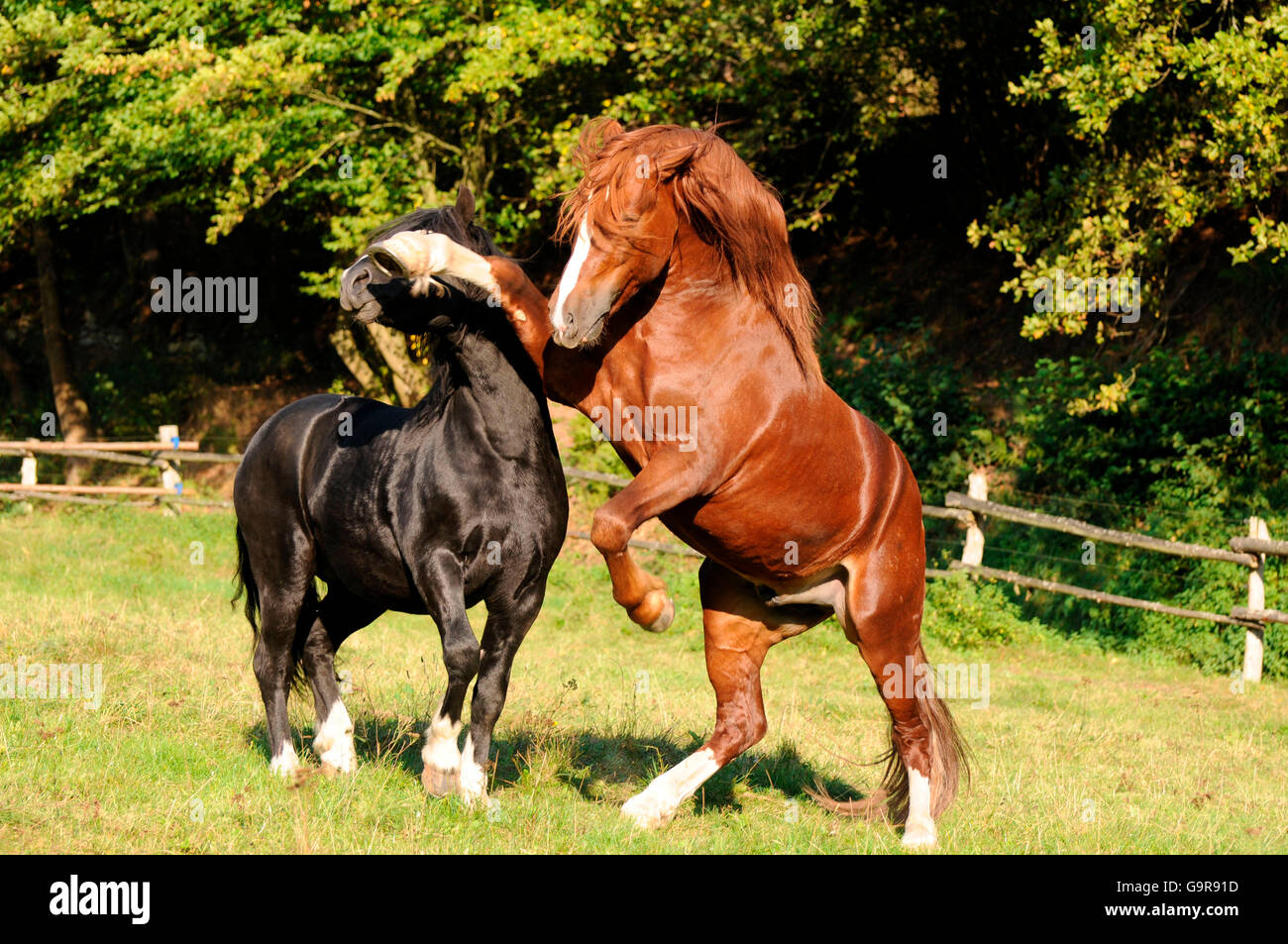 Poneys Welsh, etalons / poney gallois de type Cob, section C, Welsh Cob, section D, d'élevage Banque D'Images