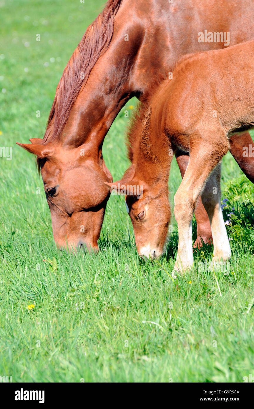 Chevaux Warmblood allemand, mare et poulain / côté Banque D'Images