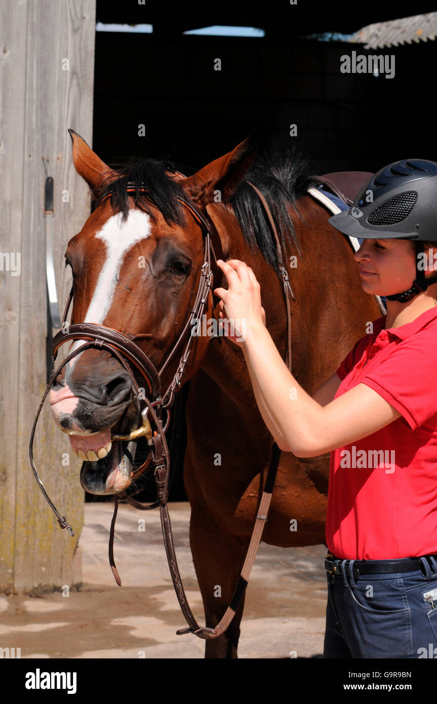 L'adherence fille l'Allemand / Warmblood bridle, bit, casque Banque D'Images