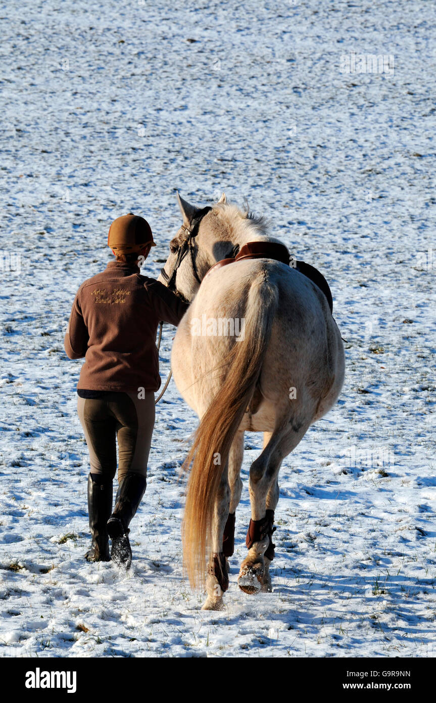 Femme menant Akhal-Teke, gelding, flea-mordu / bâtés, casque d'équitation Banque D'Images