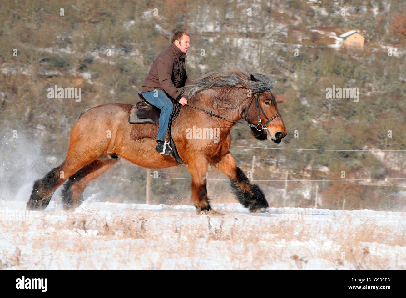 La randonnée équestre, équitation, chevaux de l'homme / rider, chevaux de côté, Banque D'Images