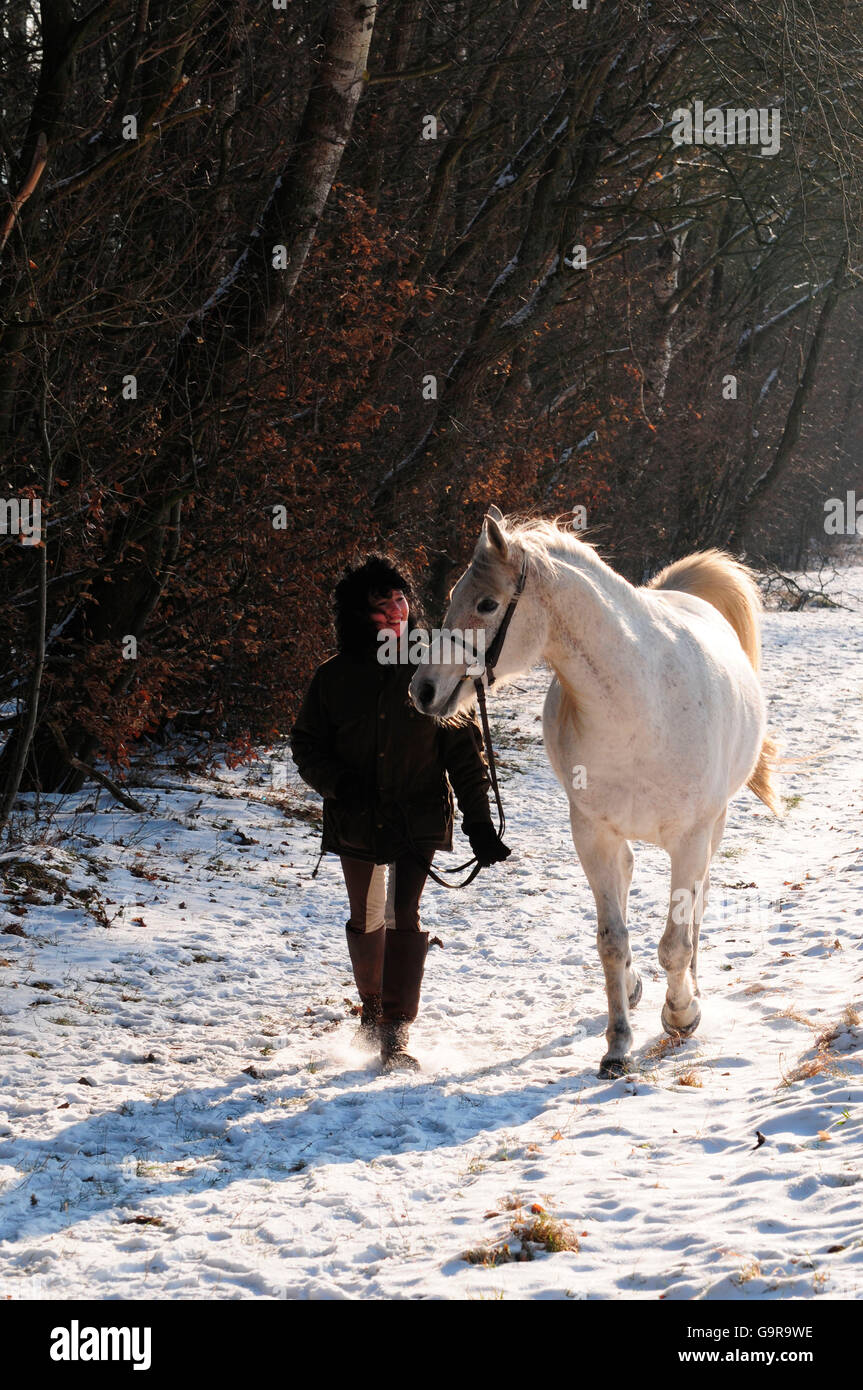 Femme Cheval Arabe hongre de premier plan, Banque D'Images