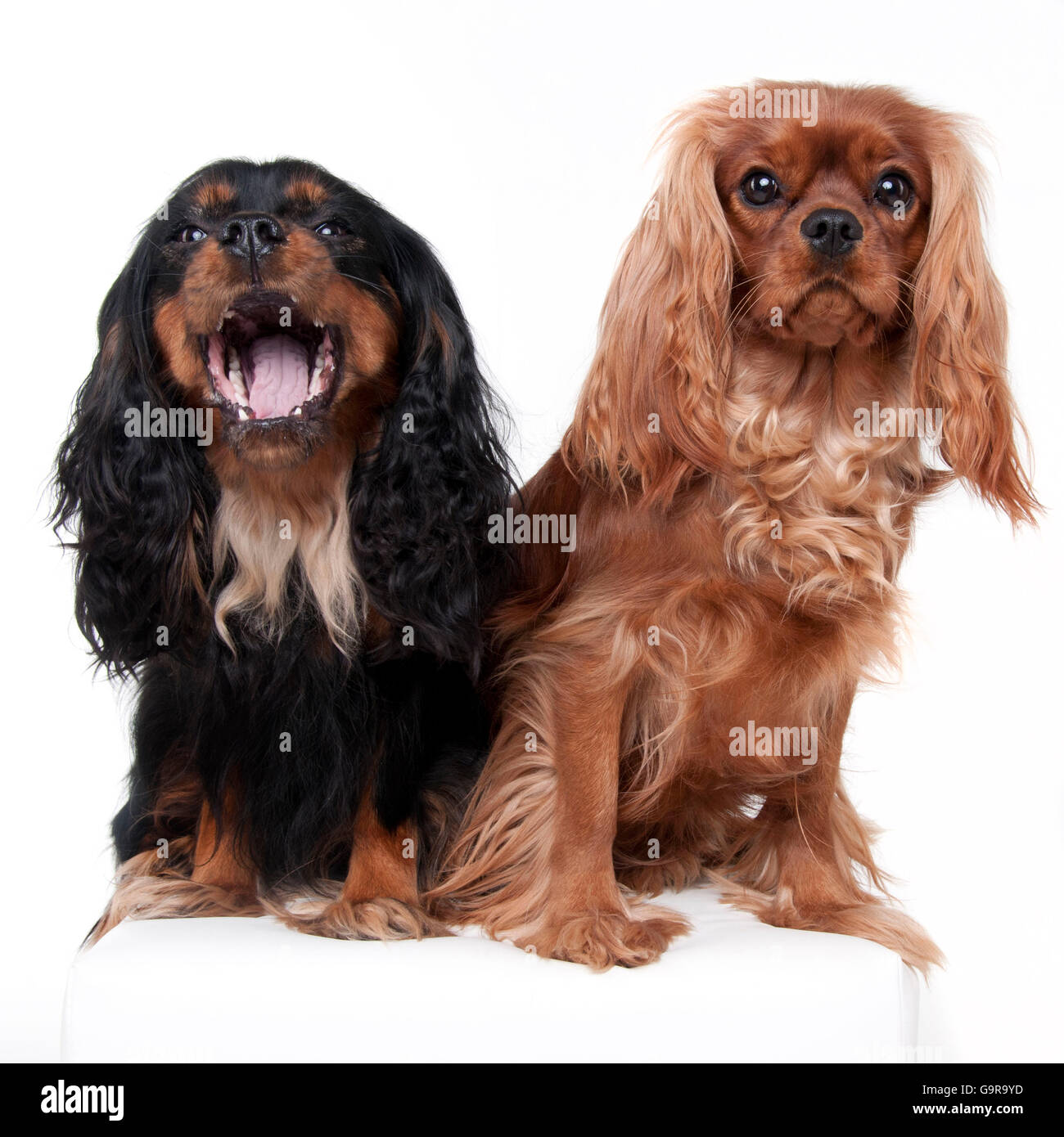 Cavalier King Charles Spaniel, Ruby et noir et feu Banque D'Images