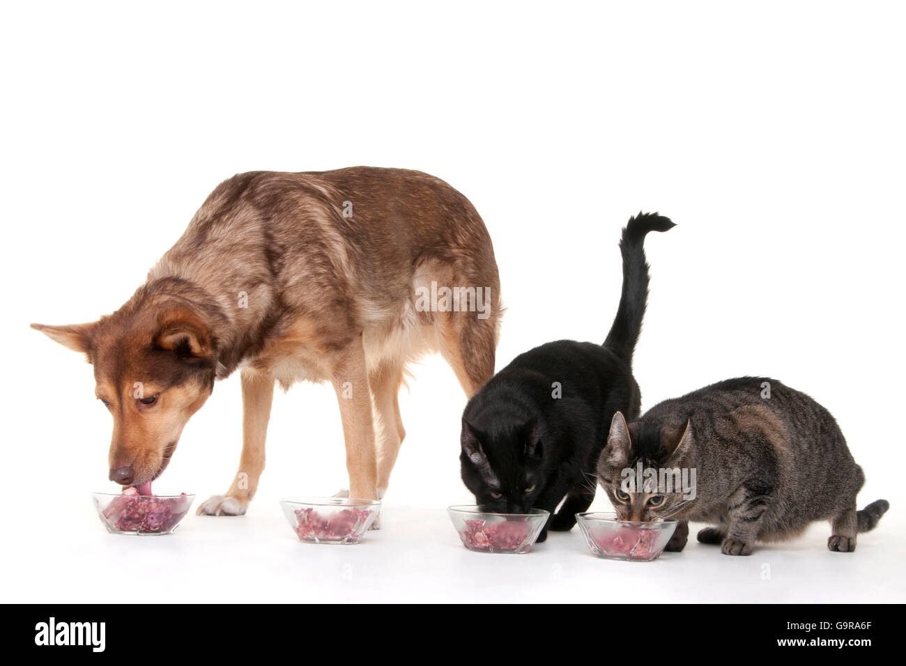 Les chats domestiques et Mixed Breed Dog / BARF, aliments crus, bol d'alimentation Banque D'Images