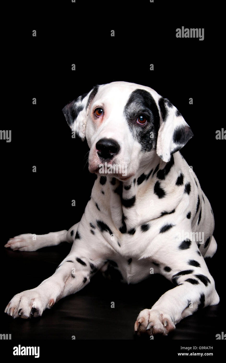 Chien dalmatien, mâle, 11 ans Banque D'Images