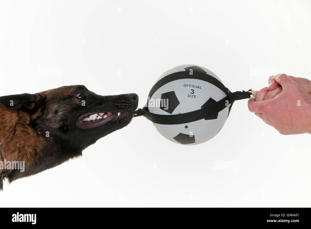 Belgian Malinois, chien de berger belge Malinois, /, balle, jouet, à la  corde, Side Photo Stock - Alamy