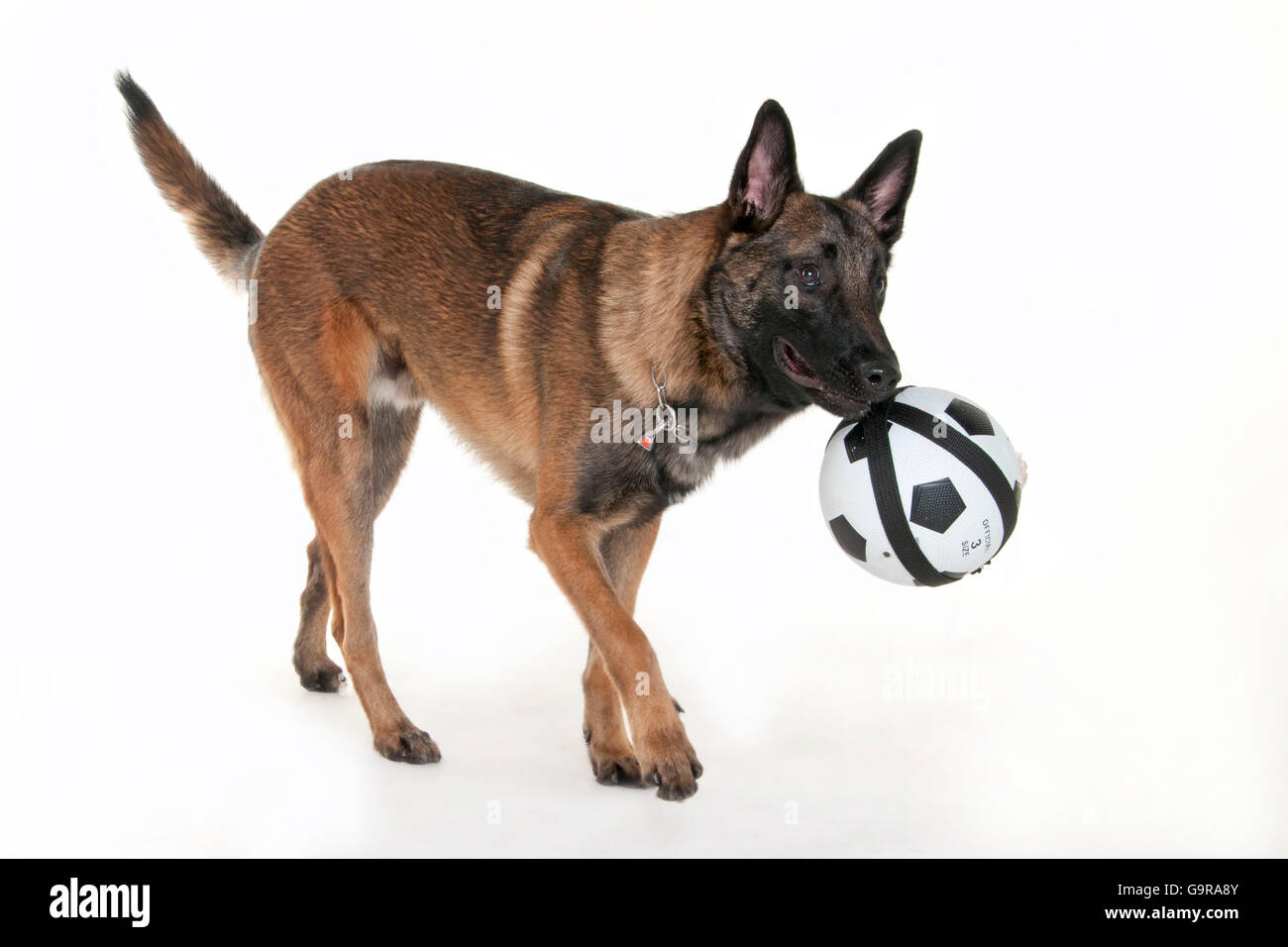 Belgian Malinois, chien de berger belge Malinois, /, ball, jouet Photo  Stock - Alamy