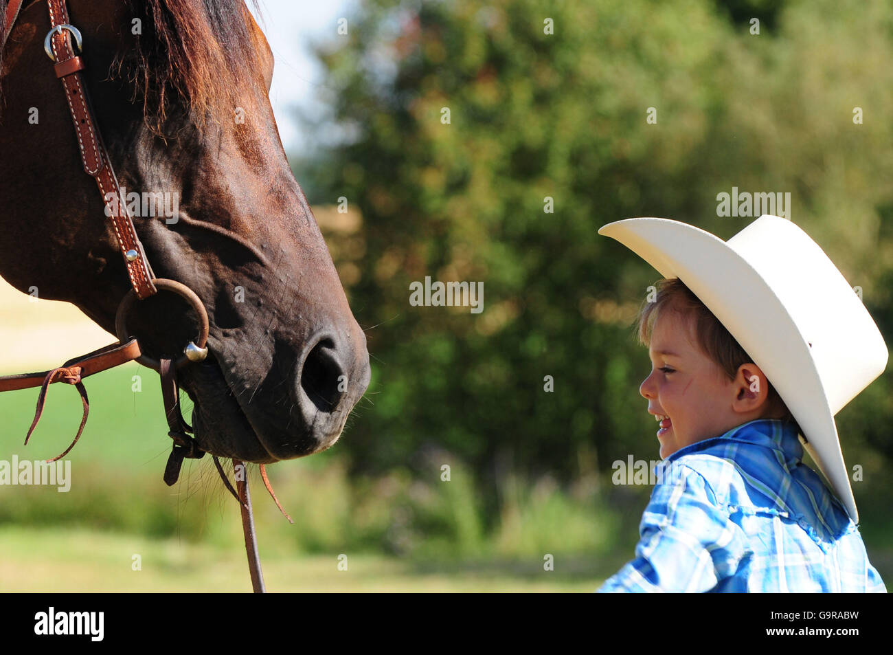 Avec des tout-petits, étalon Quarter Horse / waiting, bridle Banque D'Images