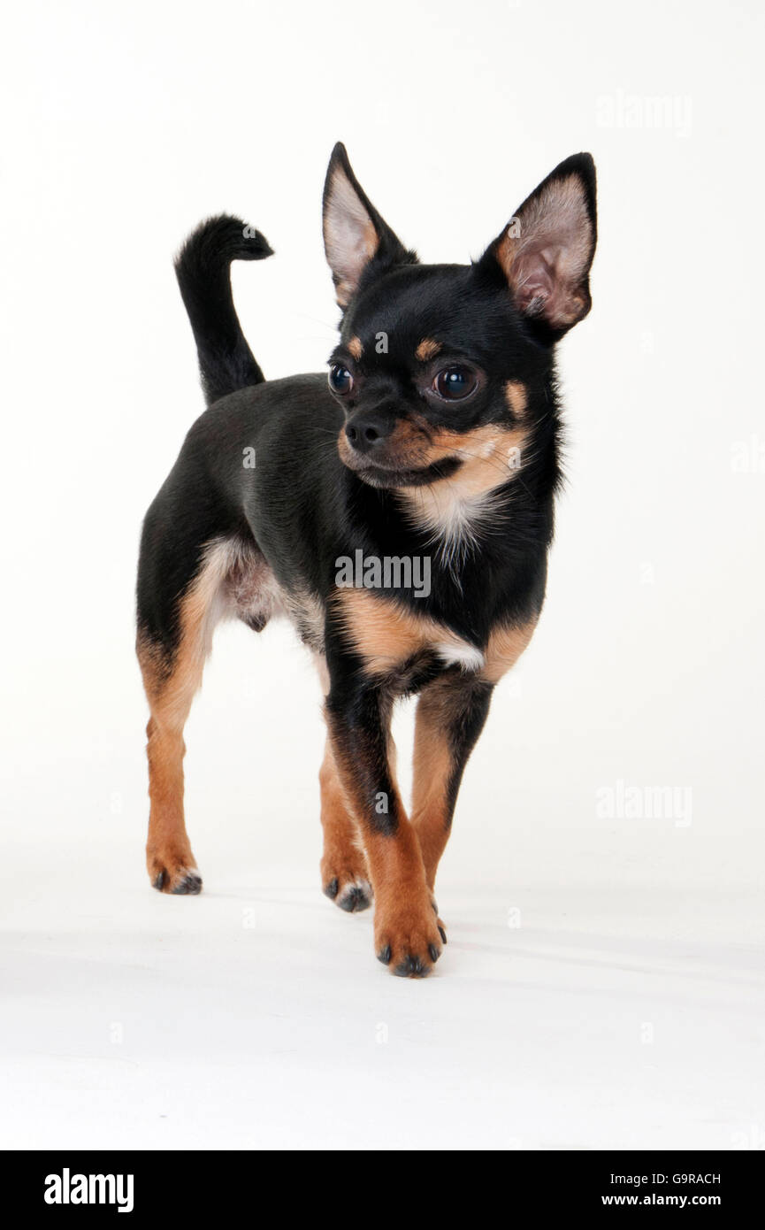 Chihuahua à poil court,, noir et feu, femelle, 1 ans Photo Stock - Alamy