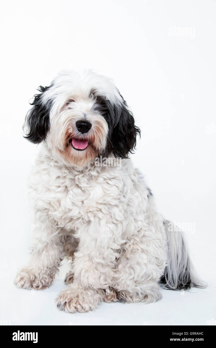 Terrier tibétain, homme / Tsang Apso Banque D'Images