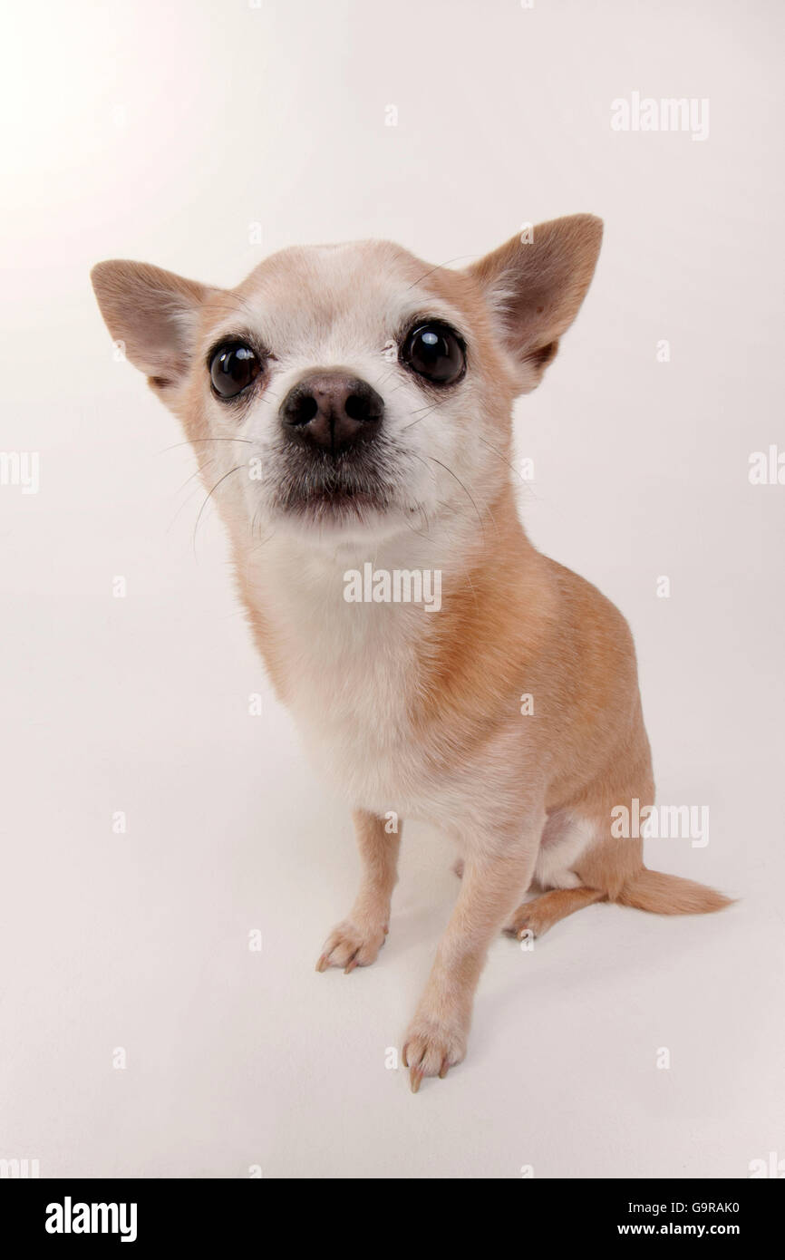 Chihuahua, mâle, 11 ans Banque D'Images