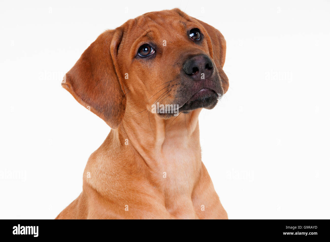 Le Rhodesian Ridgeback, homme, minet, 12 semaines Banque D'Images