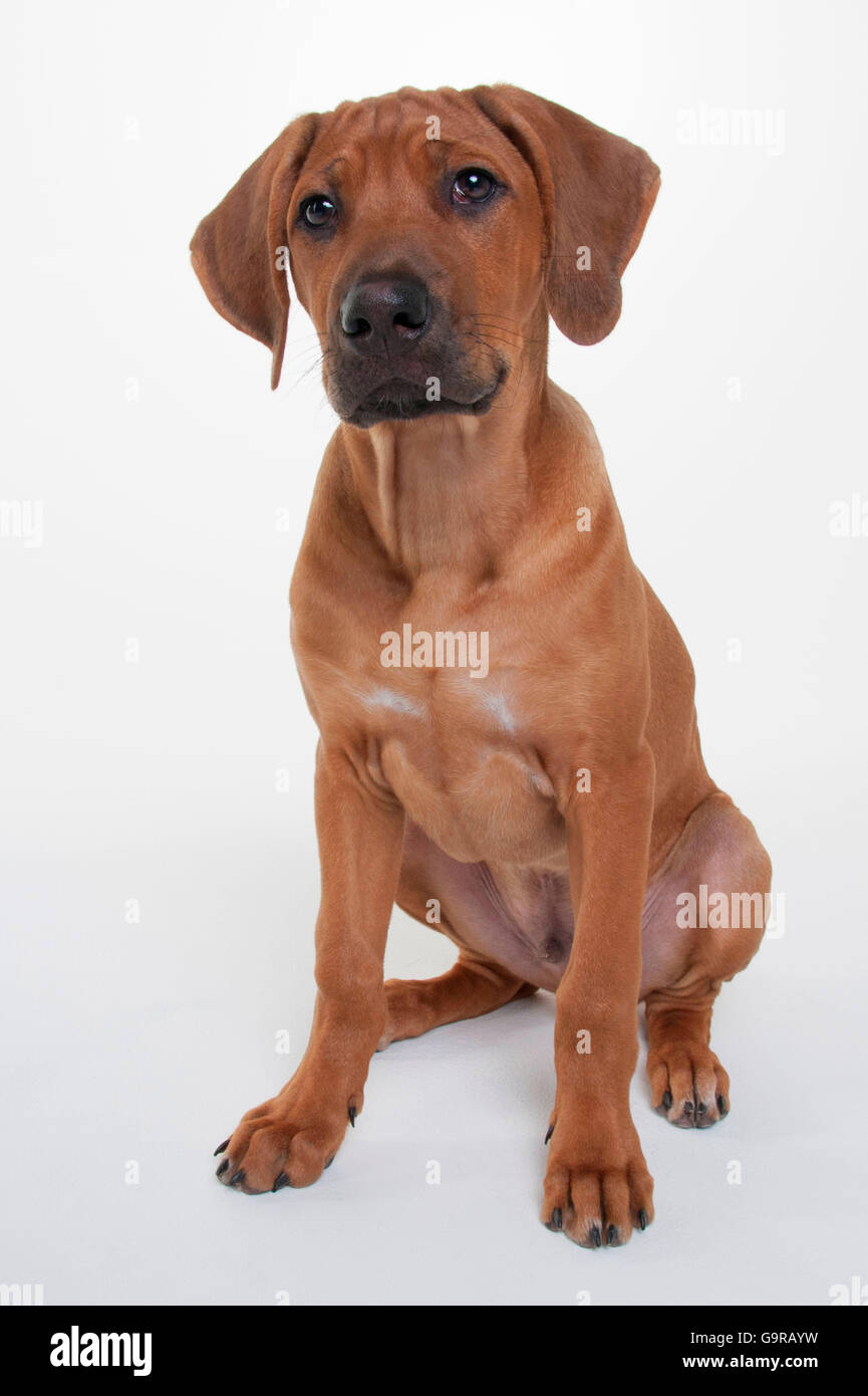 Le Rhodesian Ridgeback, homme, minet, 12 semaines Banque D'Images