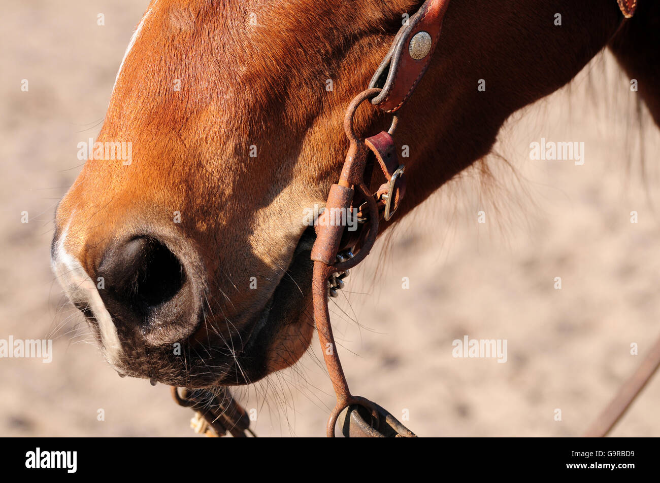 Western Riding, American Quarter Horse, snaffle bit, avec shanks, narine, fer doux Banque D'Images