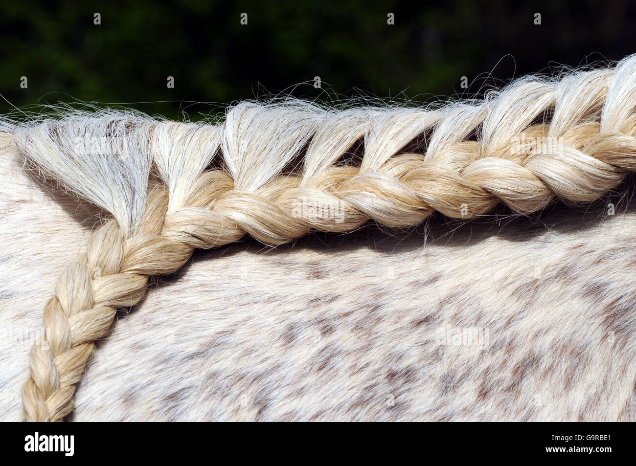 La crinière tressée, Braid, voyantes, cou, Cheval Arabe Banque D'Images