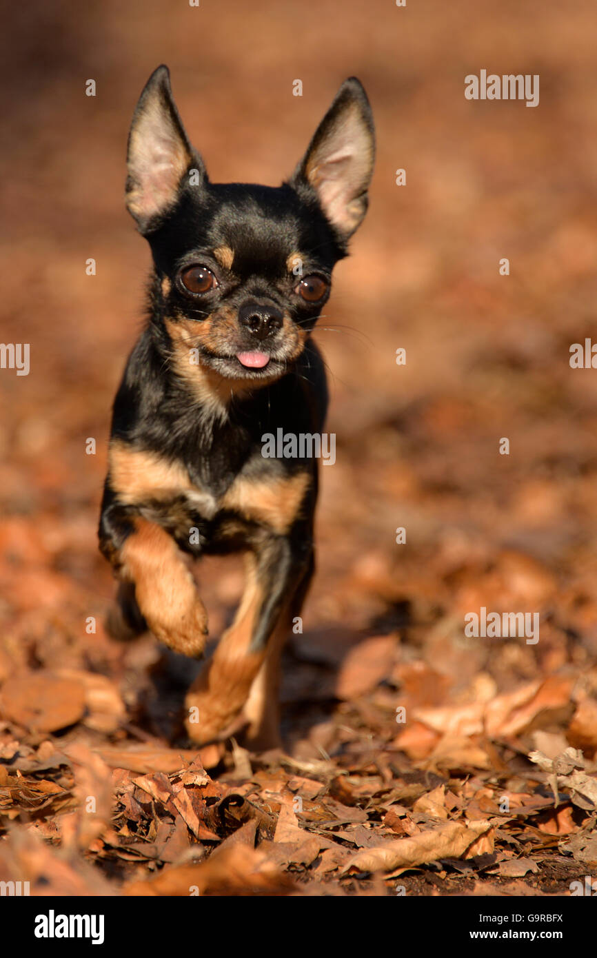 Chihuahua, femelle, noir et feu, adulte, 2 ans Photo Stock - Alamy