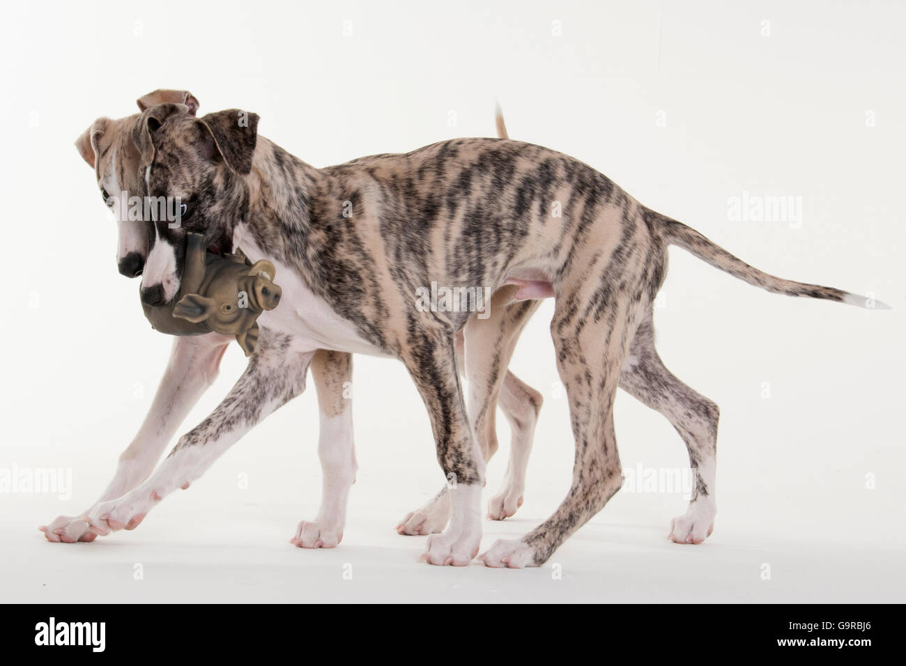 Whippet, chiots, chiens mâles, 12 semaines Banque D'Images