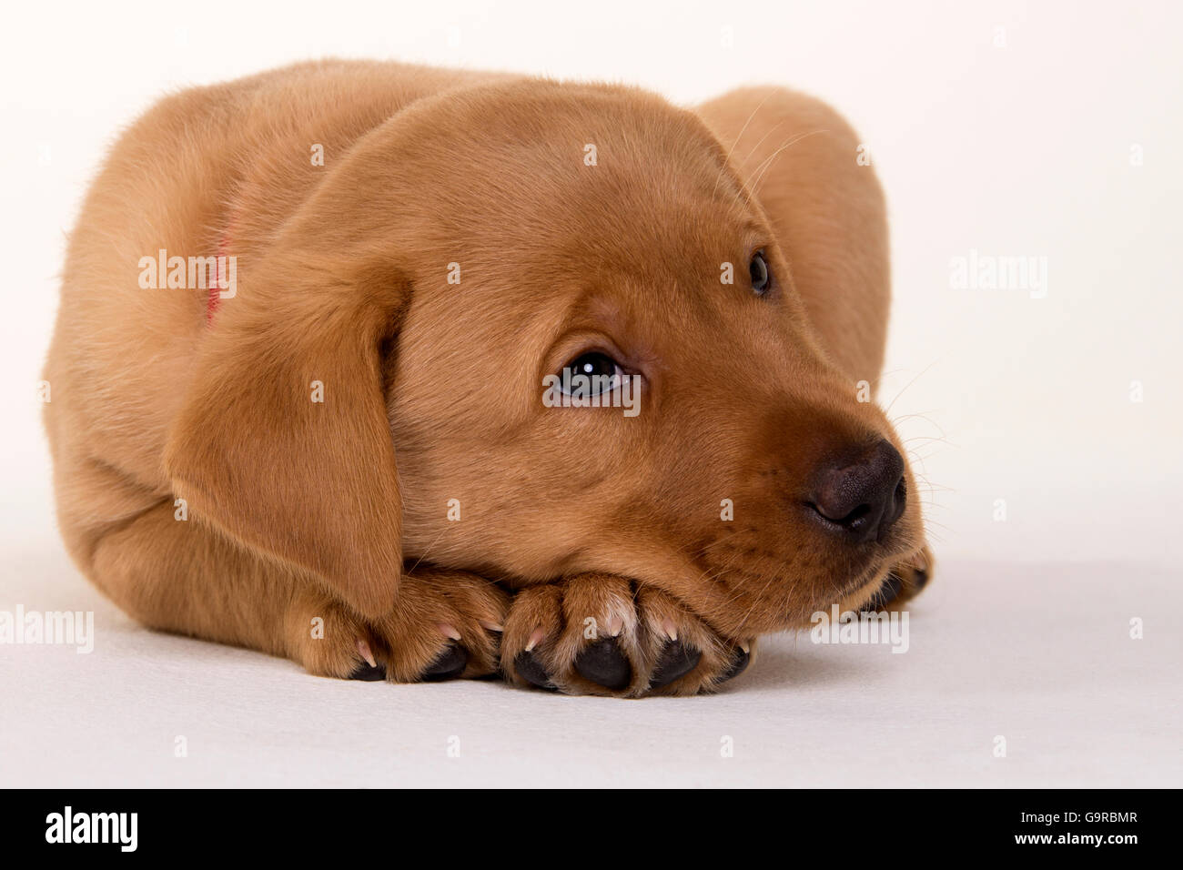 Labrador Retriever, jaune, chiot, 8 semaines / red fox Banque D'Images