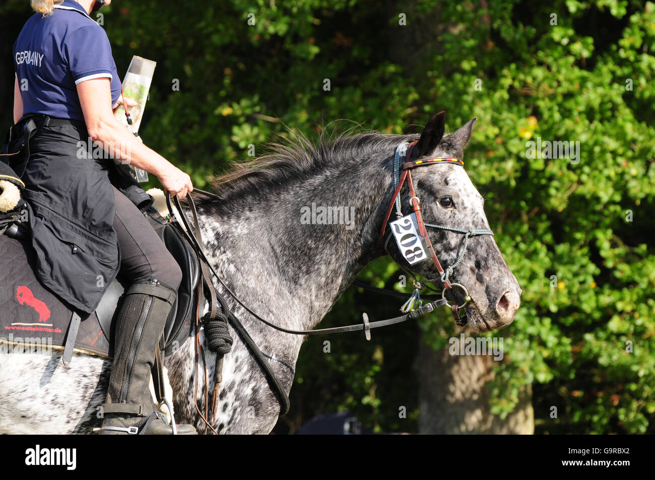 Concours d'équitation, randonnée, course d'orientation, ride, Appaloosa, nombre, localisation Banque D'Images