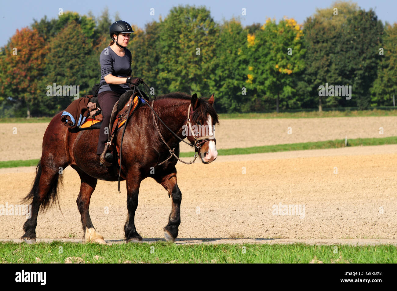 Concours d'équitation, randonnée, course d'orientation, ride, nombre, site / Projet de cheval, chevaux de trait Banque D'Images