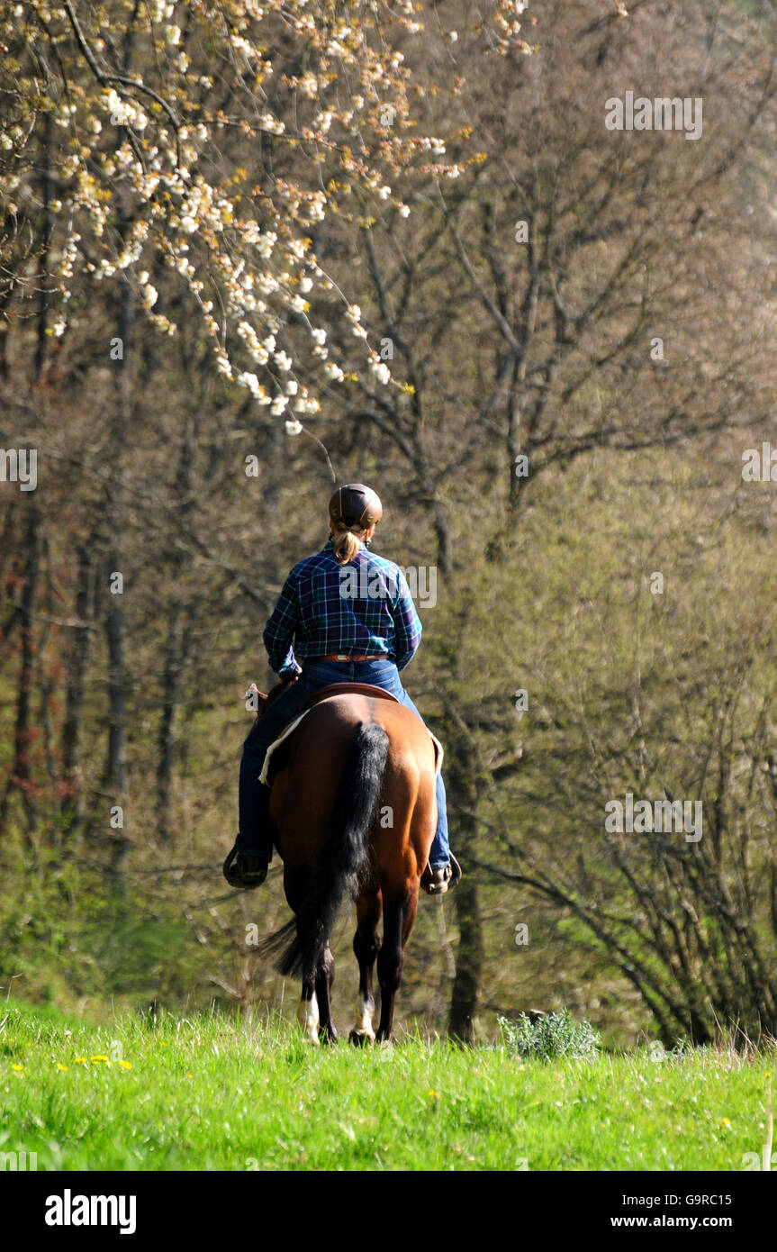 Rider avec American Quarter Horse, étalon, bay Banque D'Images