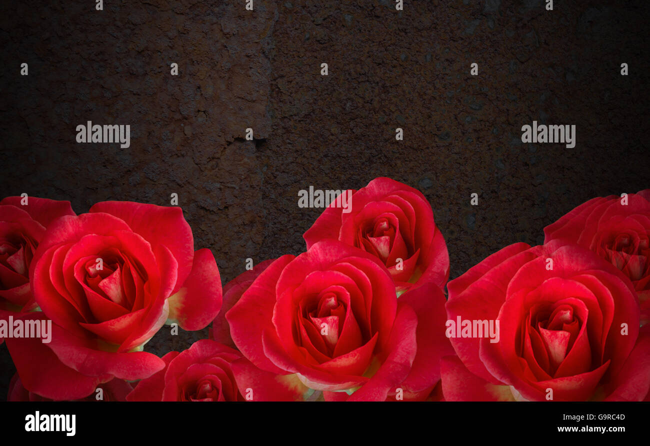 Bouquet de roses rouges frais sucré sur l'acier rouillé foncé encore texture-vie avec fond vide ou zone vide de l'espace, douce romantique v Banque D'Images