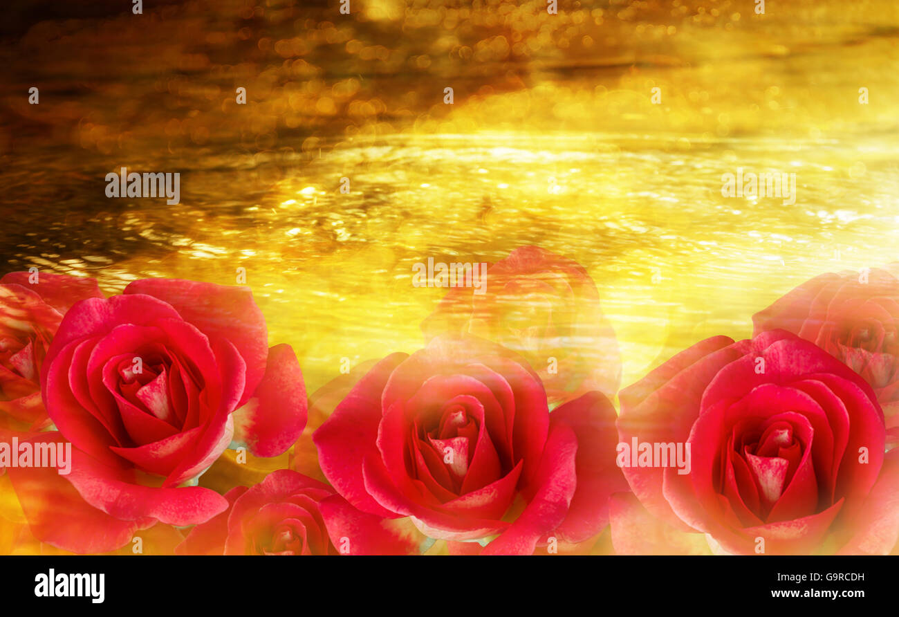 Os groupe roses rouges sur l'éclat et brillant sur l'effet bokeh, rivière ou ruisseau d'or avec la surface de l'eau résumé fond romantique de luxe Banque D'Images