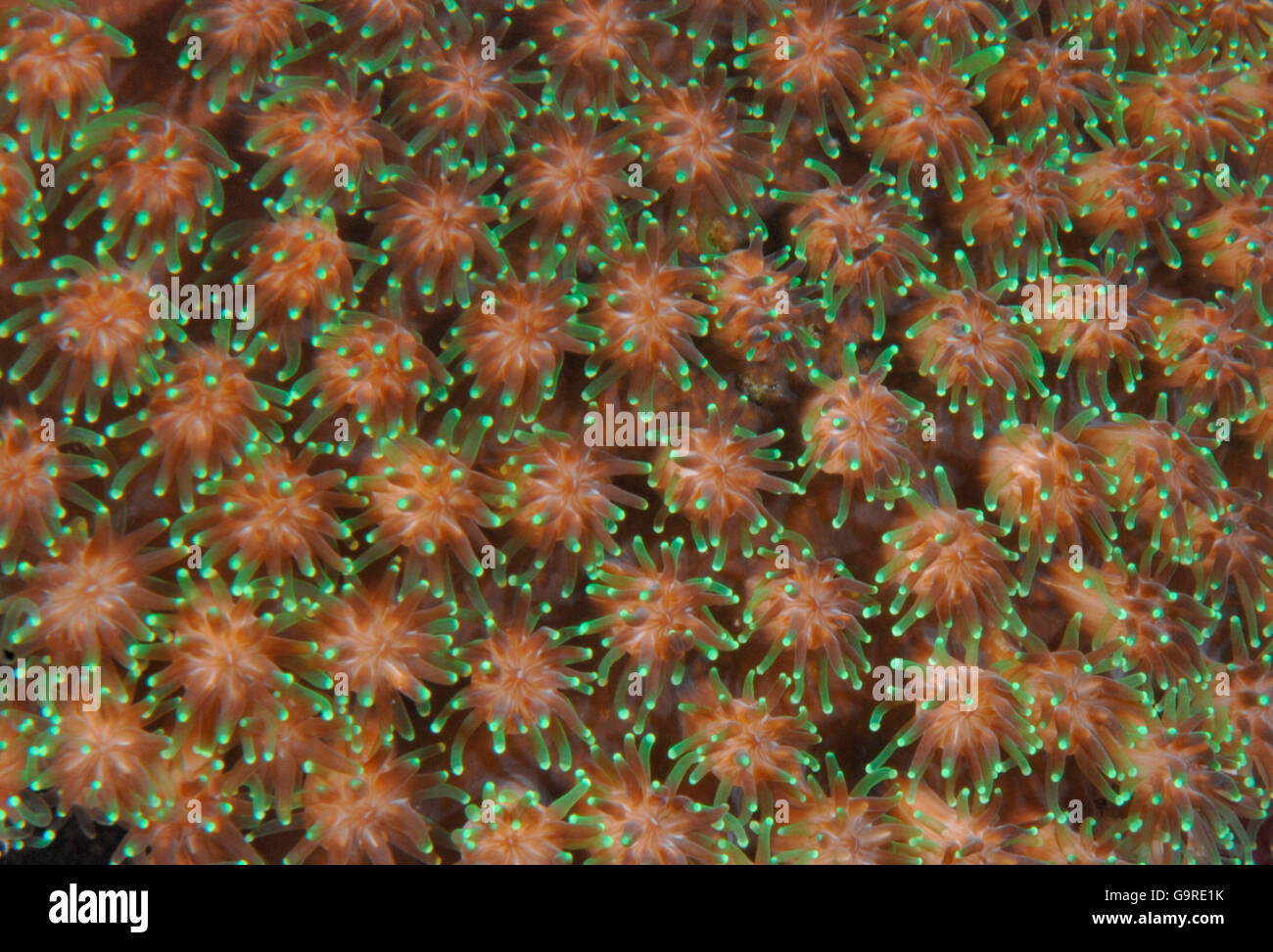Les polypes coralliens, Mer de Banda, Bali, Indonésie / (Rhynchocinetes durbanensis) Banque D'Images