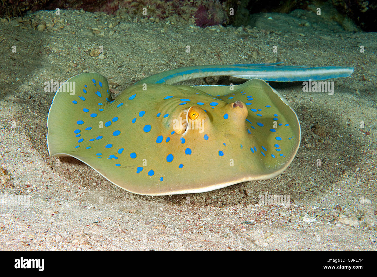 Blue Spotted Stingray (Taeniura lymma) / Banque D'Images
