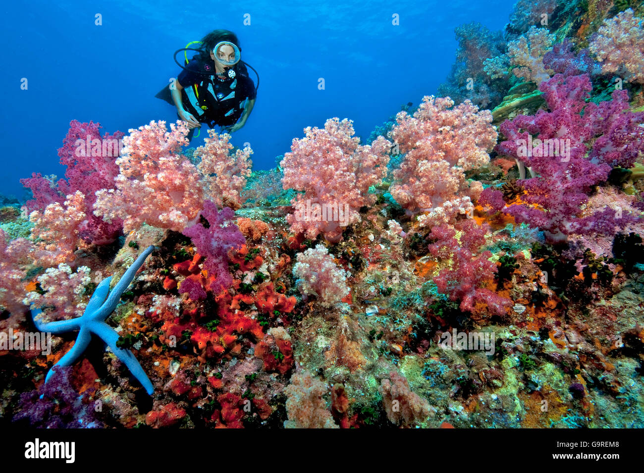 Diver et coraux mous, Phuket, îles Similan, la mer d'Andaman, Thaïlande Banque D'Images
