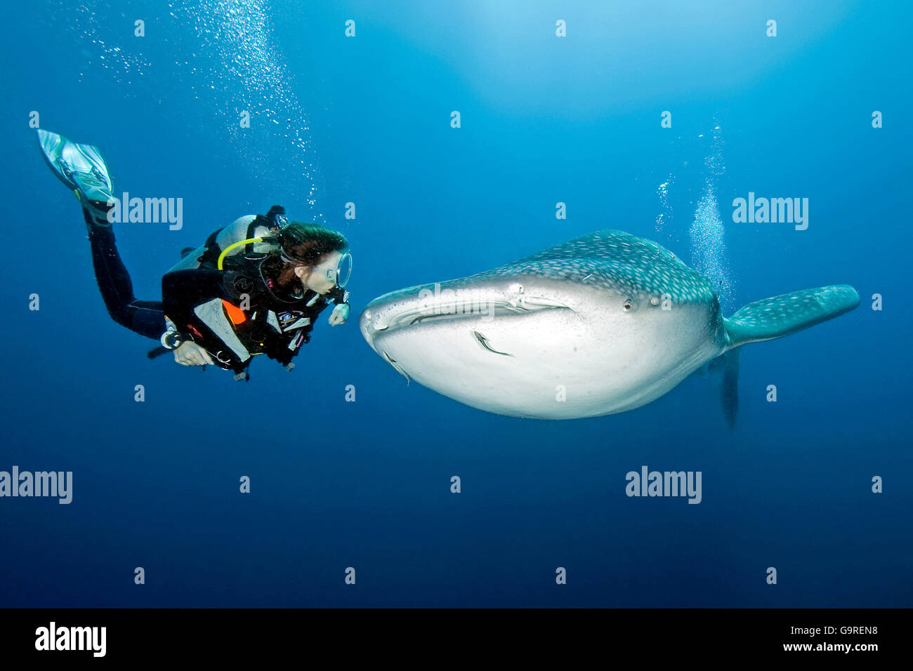 Plongeur et requin-baleine, Phuket, îles Similan, la mer d'Andaman, Thaïlande / (Rhincodon typus) Banque D'Images